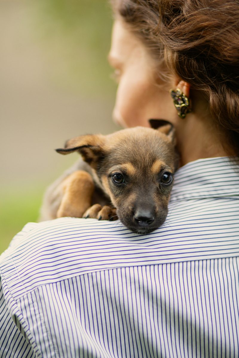 Safety First: Exercising with Your Dog