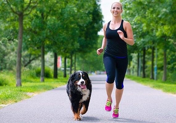 Canine Fitness Exercising with Your Dog Building a Stronger Bond Through Exercise