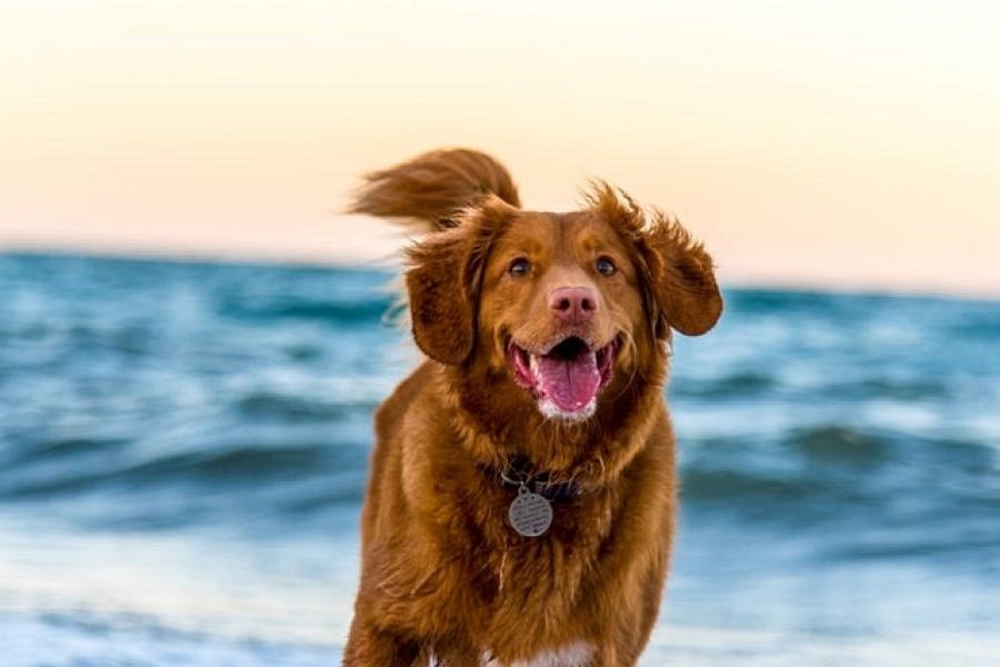 Canine Fitness Exercising with Your Dog Diverse Exercise Options for Your Canine Companion
