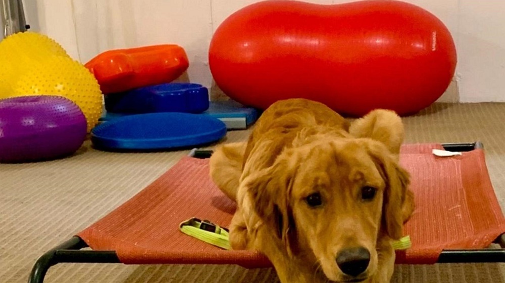 Canine Fitness Exercising with Your Dog Overcoming Common Challenges in Canine Fitness