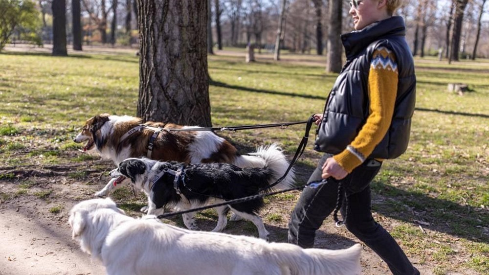Canine Fitness Exercising with Your Dog Understanding Your Dogs Exercise Needs