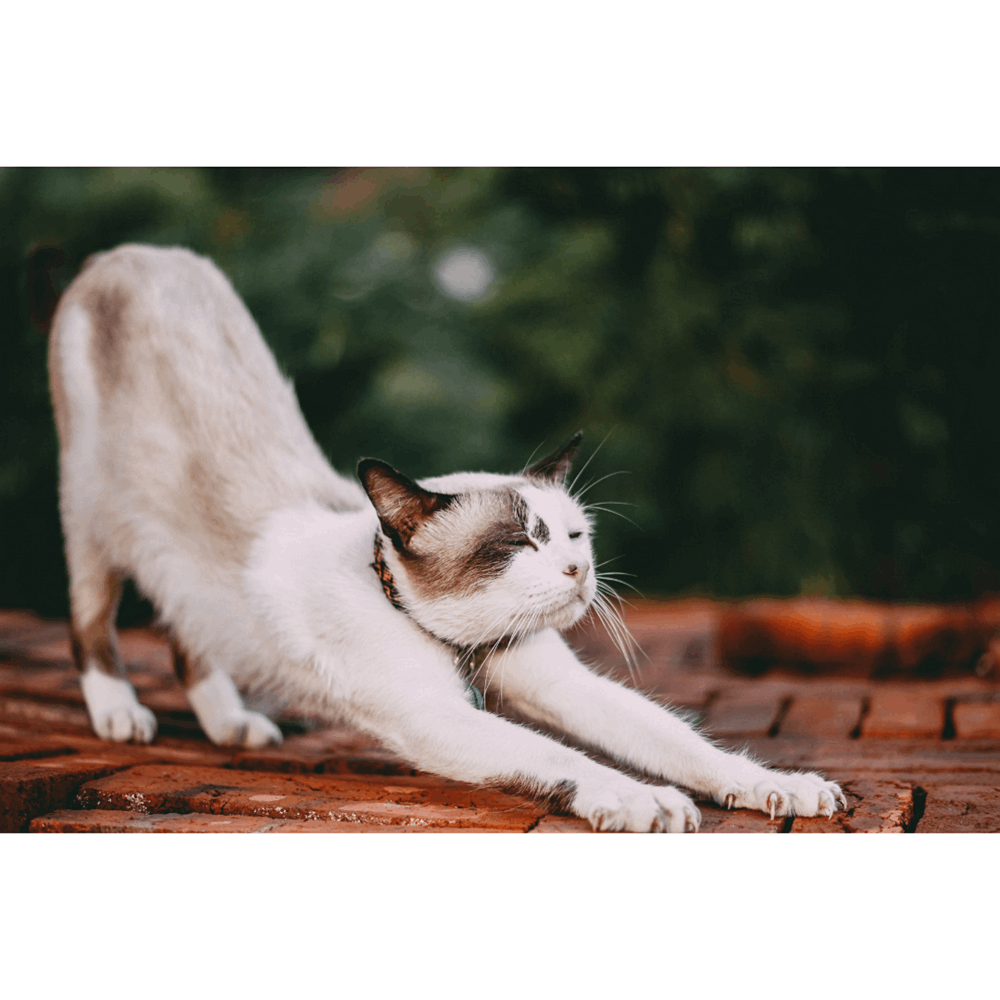 Flexibility vs Mobility Understanding the Difference The Science Behind Flexibility
