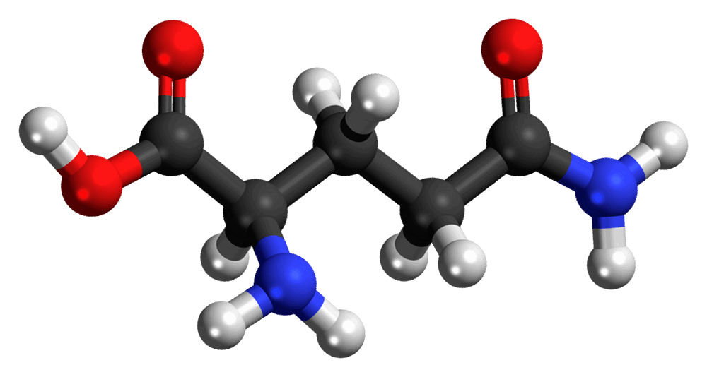 The Role of Glutamine in Exercise Recovery Potential Risks and Considerations in Glutamine Supplementation